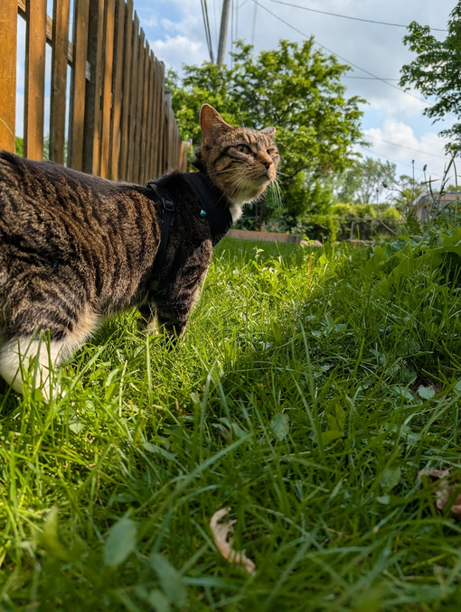By the Fence
