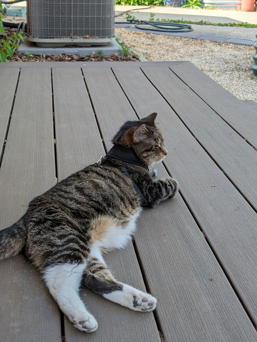 On the Deck