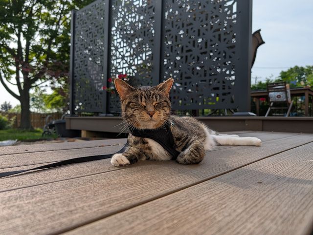 On the Deck (2)