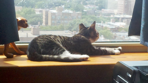 On the Windowsill